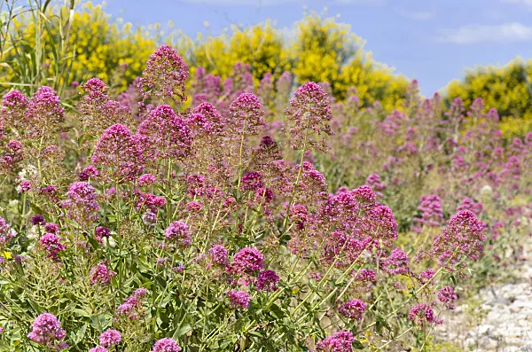 533182 - Red valerian (Centranthus ruber)