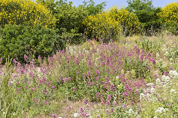 533180 - Red valerian (Centranthus ruber) and Spanish broom (Spartium junceum)
