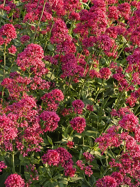 414023 - Red valerian (Centranthus ruber 'Coccineus')
