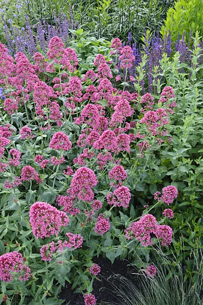 473020 - Red valerian (Centranthus ruber 'Coccineus')