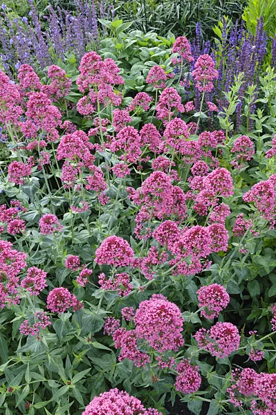 473021 - Red valerian (Centranthus ruber 'Coccineus')
