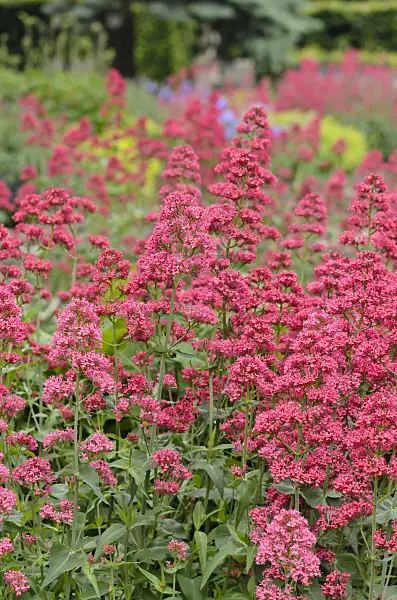 545072 - Red valerian (Centranthus ruber 'Coccineus')