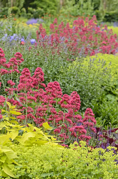 545073 - Red valerian (Centranthus ruber 'Coccineus')