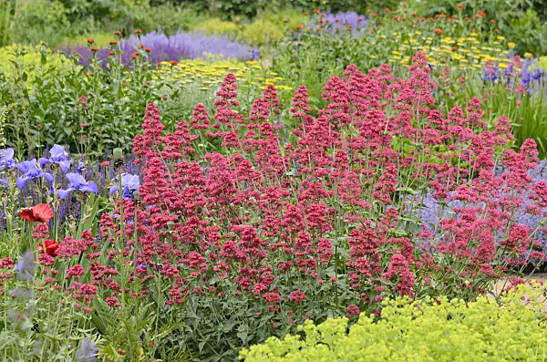 545074 - Red valerian (Centranthus ruber 'Coccineus')