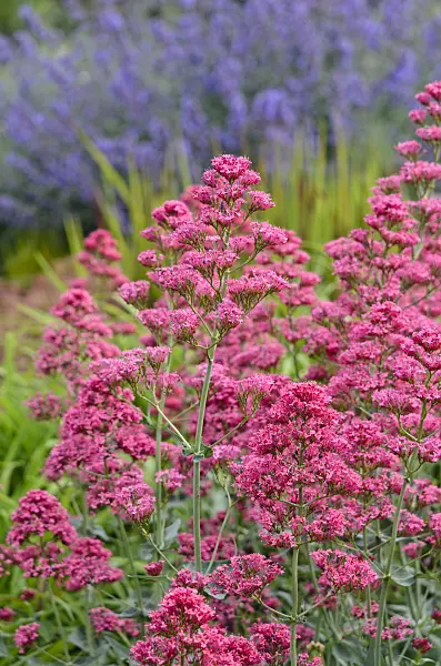 545167 - Red valerian (Centranthus ruber 'Coccineus')