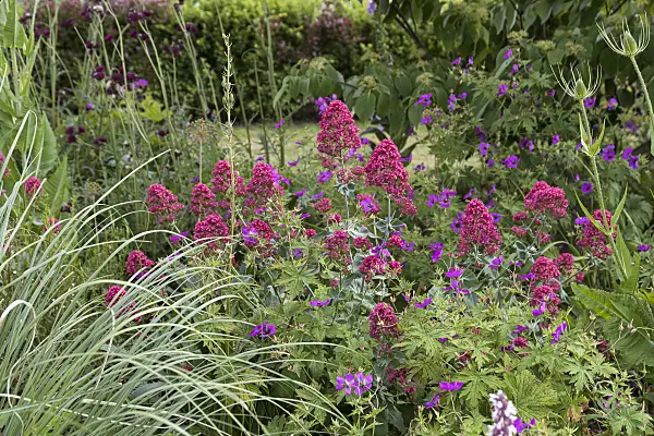651158 - Red valerian (Centranthus ruber 'Coccineus')