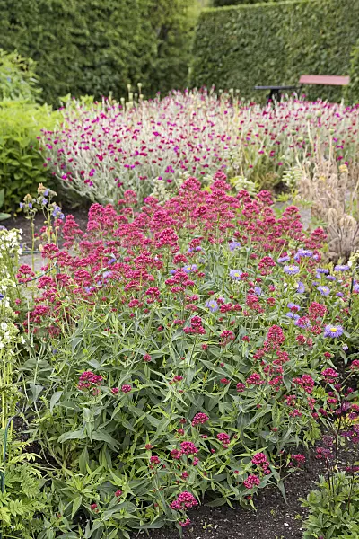 651159 - Red valerian (Centranthus ruber 'Coccineus')