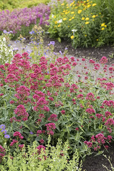 651160 - Red valerian (Centranthus ruber 'Coccineus')