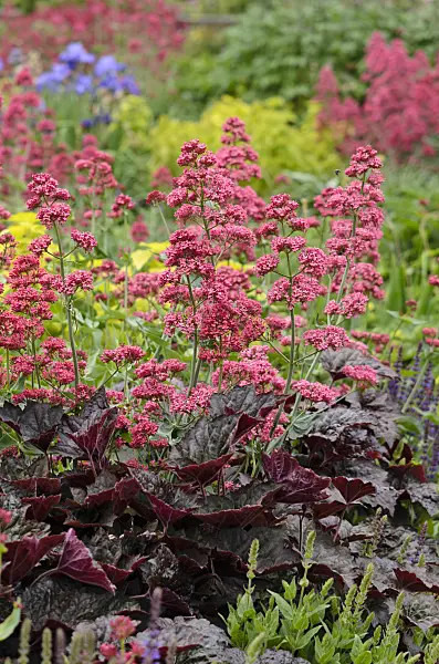 545077 - Red valerian (Centranthus ruber 'Coccineus') and crevice alumroot (Heuchera micrantha 'Palace Purple')