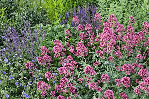 473019 - Red valerian (Centranthus ruber 'Coccineus') and woodland sage (Salvia nemorosa)