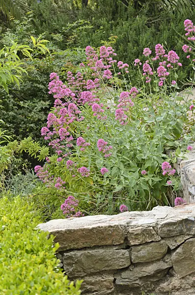 533139 - Red valerian (Centranthus ruber) on a stone wall