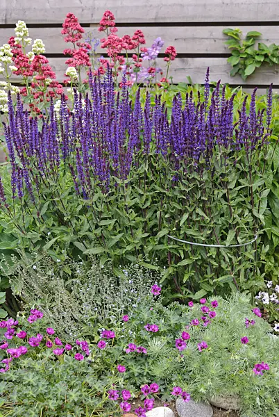 500181 - Red valerian (Centranthus ruber), woodland sage (Salvia nemorosa), ashy cranesbill (Geranium cinereum subsp. subcaulescens syn. Geranium subcaulescens) and Schmidt's mugwort (Artemisia schmidtiana 'Nana')