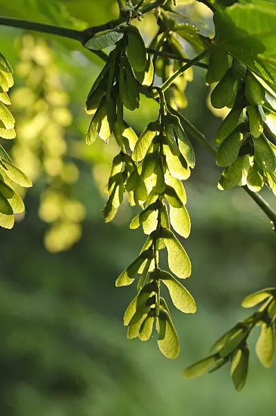 473049 - Redvein maple (Acer rufinerve)
