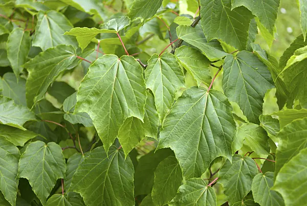 517142 - Redvein maple (Acer rufinerve)