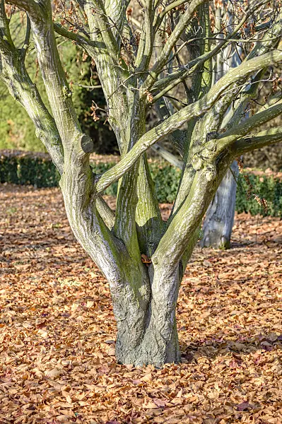 593016 - Redvein maple (Acer rufinerve 'Albolimbatum')