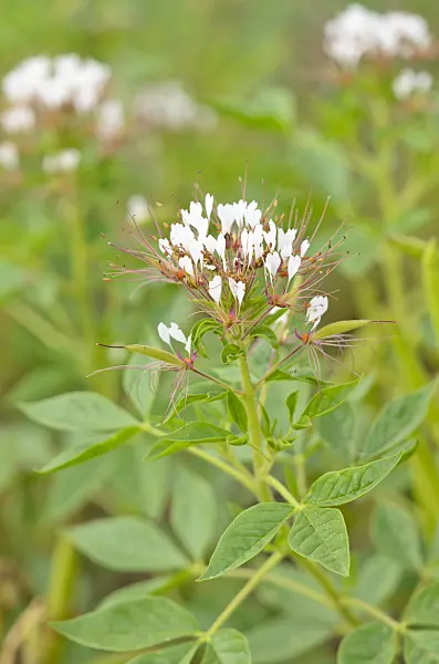 535002 - Redwhisker clammyweed (Polanisia dodecandra subsp. trachysperma)