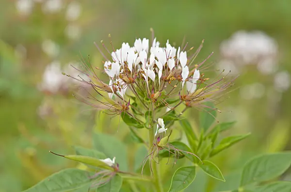 535003 - Redwhisker clammyweed (Polanisia dodecandra subsp. trachysperma)
