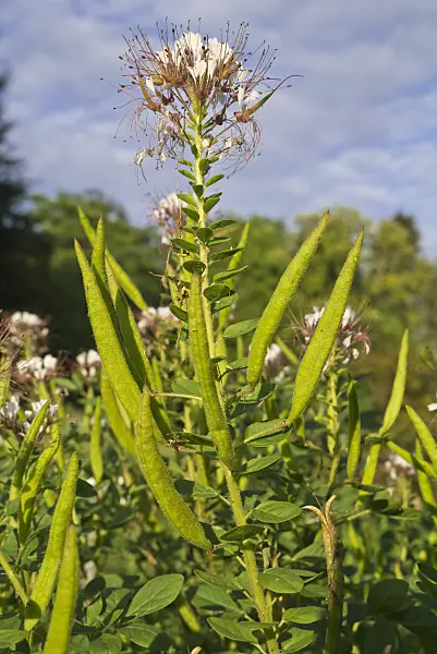 608119 - Redwhisker clammyweed (Polanisia dodecandra subsp. trachysperma)