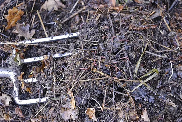 517013 - Redworms (Eisenia fetida) in compost