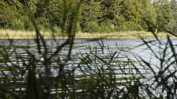 512054 - Reed belt at Lake Liepnitzsee, Brandenburg, Germany