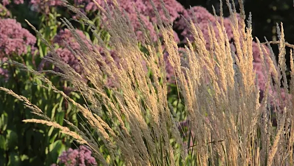 499099 - Reed grass (Calamagrostis x acutiflora 'Karl Foerster')