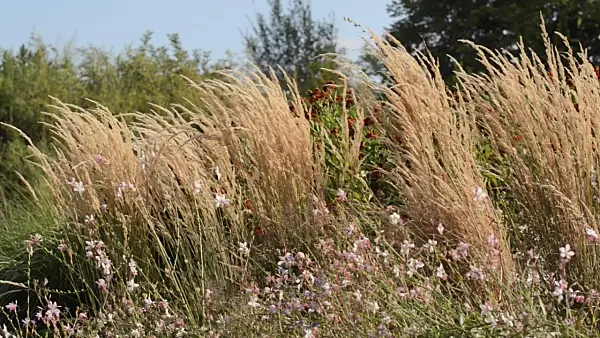 499174 - Reed grass (Calamagrostis x acutiflora 'Karl Foerster') and butterfly gaura (Gaura lindheimeri)