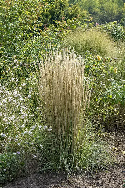 575035 - Reed grass (Calamagrostis x acutiflora 'Overdam')