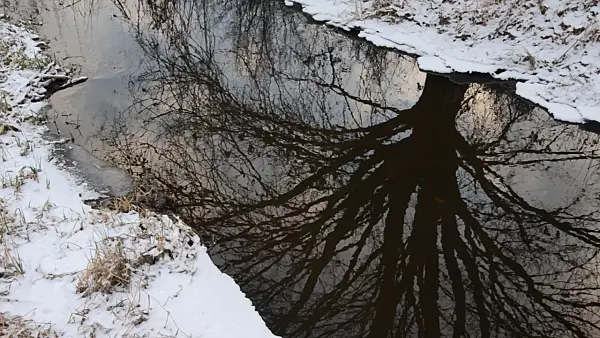 505024 - Reflection of a bare tree in a brook, Karower Seen Nature Reserve, Berlin, Germany