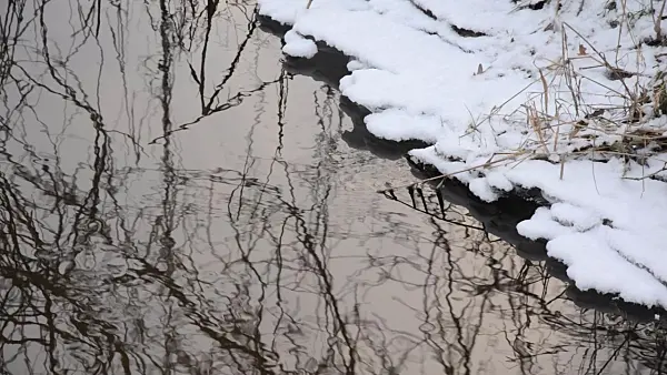 505025 - Reflection of a bare tree in a brook, Karower Seen Nature Reserve, Berlin, Germany
