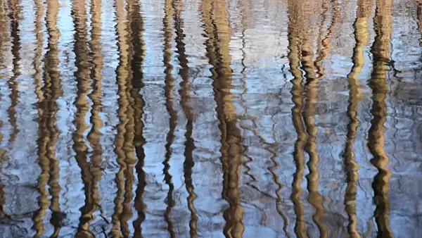 504096 - Reflection of trees in the water