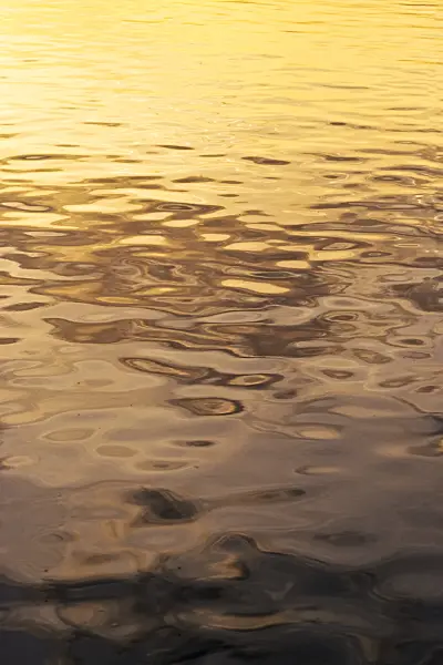 381016 - Reflections in the slightly agitated water of a lake in the evening sun