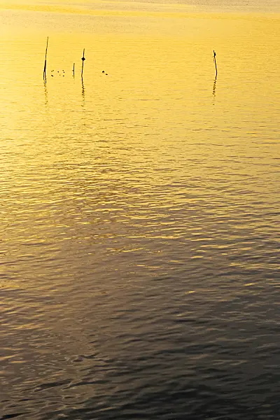 381013 - Reflections in the water of a lake with rods for fishing traps in the evening sun