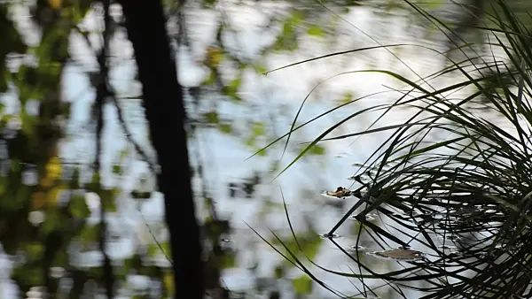 498320 - Reflets d'eau dans une forêt d'aulnes marécageux