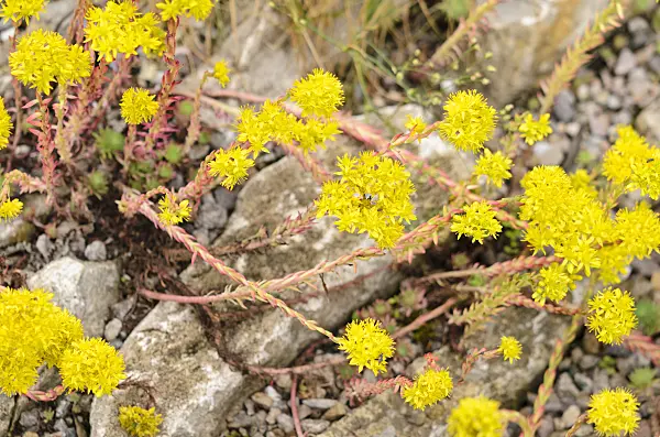 521223 - Reflexed stonecrop (Sedum rupestre syn. Sedum reflexum)