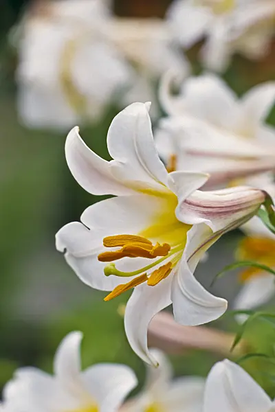 366073 - Regal lily (Lilium regale)