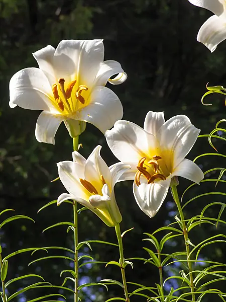 449049 - Regal lily (Lilium regale)