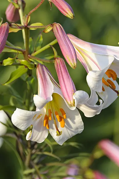 473311 - Regal lily (Lilium regale)