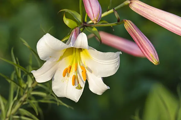 473312 - Regal lily (Lilium regale)