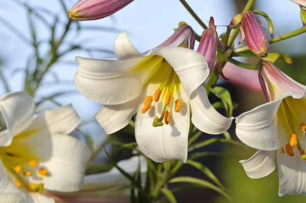 473313 - Regal lily (Lilium regale)