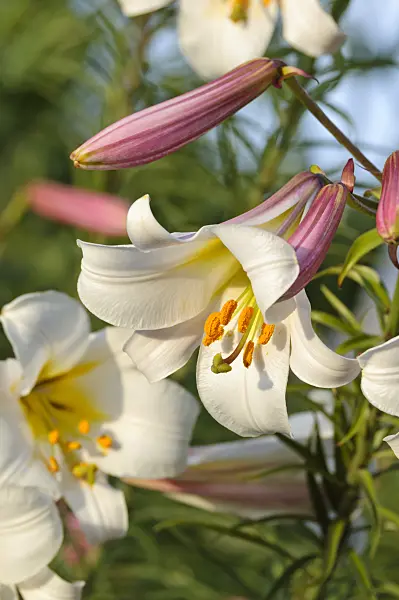 473314 - Regal lily (Lilium regale)