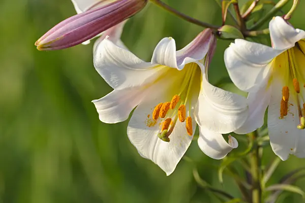 473315 - Regal lily (Lilium regale)