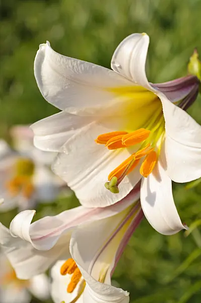 473327 - Regal lily (Lilium regale)