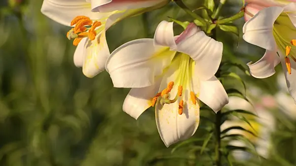 497296 - Regal lily (Lilium regale)
