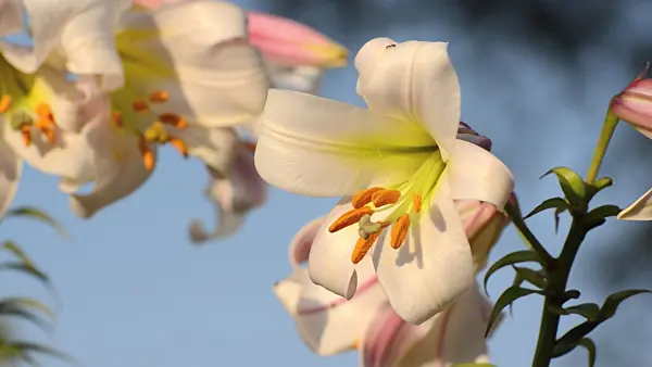 497297 - Regal lily (Lilium regale)