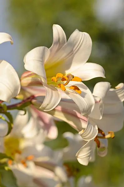 534178 - Regal lily (Lilium regale)