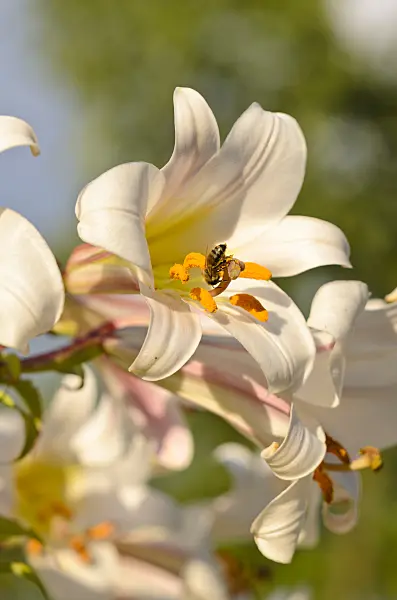 534177 - Regal lily (Lilium regale) and bee (Apis)