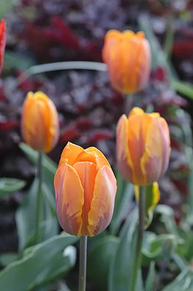 471268 - Rembrandt tulip (Tulipa Princess Irene)