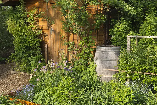 544154 - Remise avec une cuve à eau dans un jardin de plantes vivaces