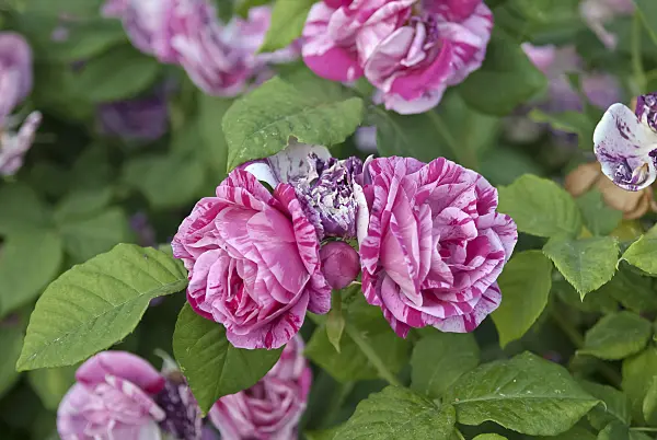 490153 - Remontant rose (Rosa Ferdinand Pichard)