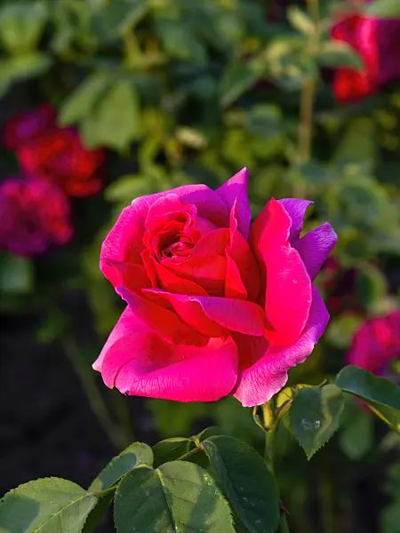 461035 - Remontant rose (Rosa Horace Vernet)